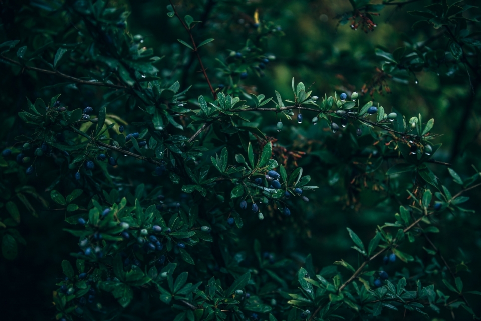 微距摄影_雨后挂满水珠的蓝莓树