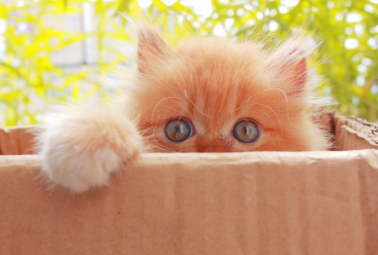 虚化背景瓦楞纸巷子可爱黄色宠物小猫