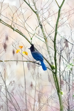 冬天大雪中站在树枝上蓝色小鸟