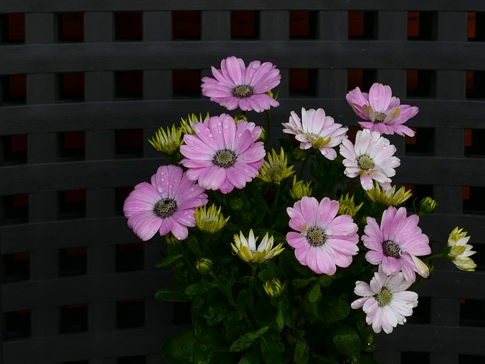 室内粉色白色花朵露水自然植物