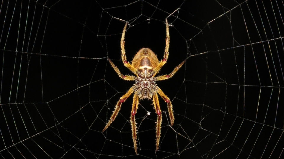 黑色背景前头朝下趴在蛛网上的蜘蛛