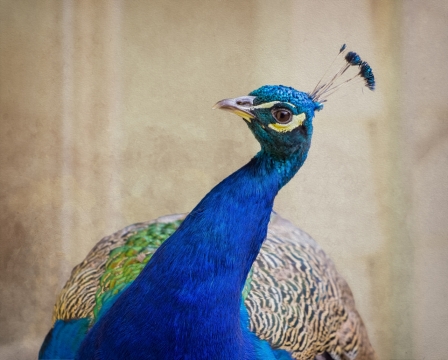 墙壁前鲜艳羽毛野生孔雀鸟类动物