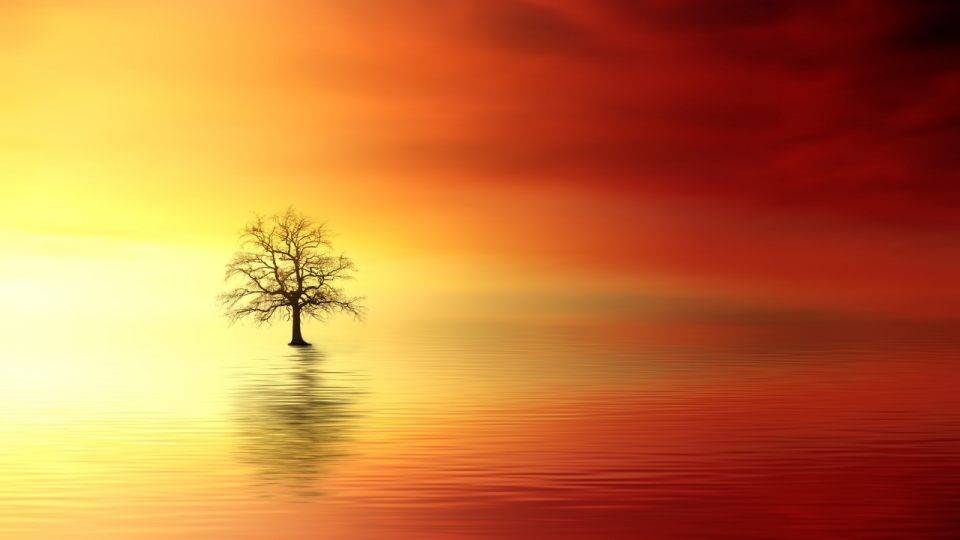 夕阳照耀下湖中的树