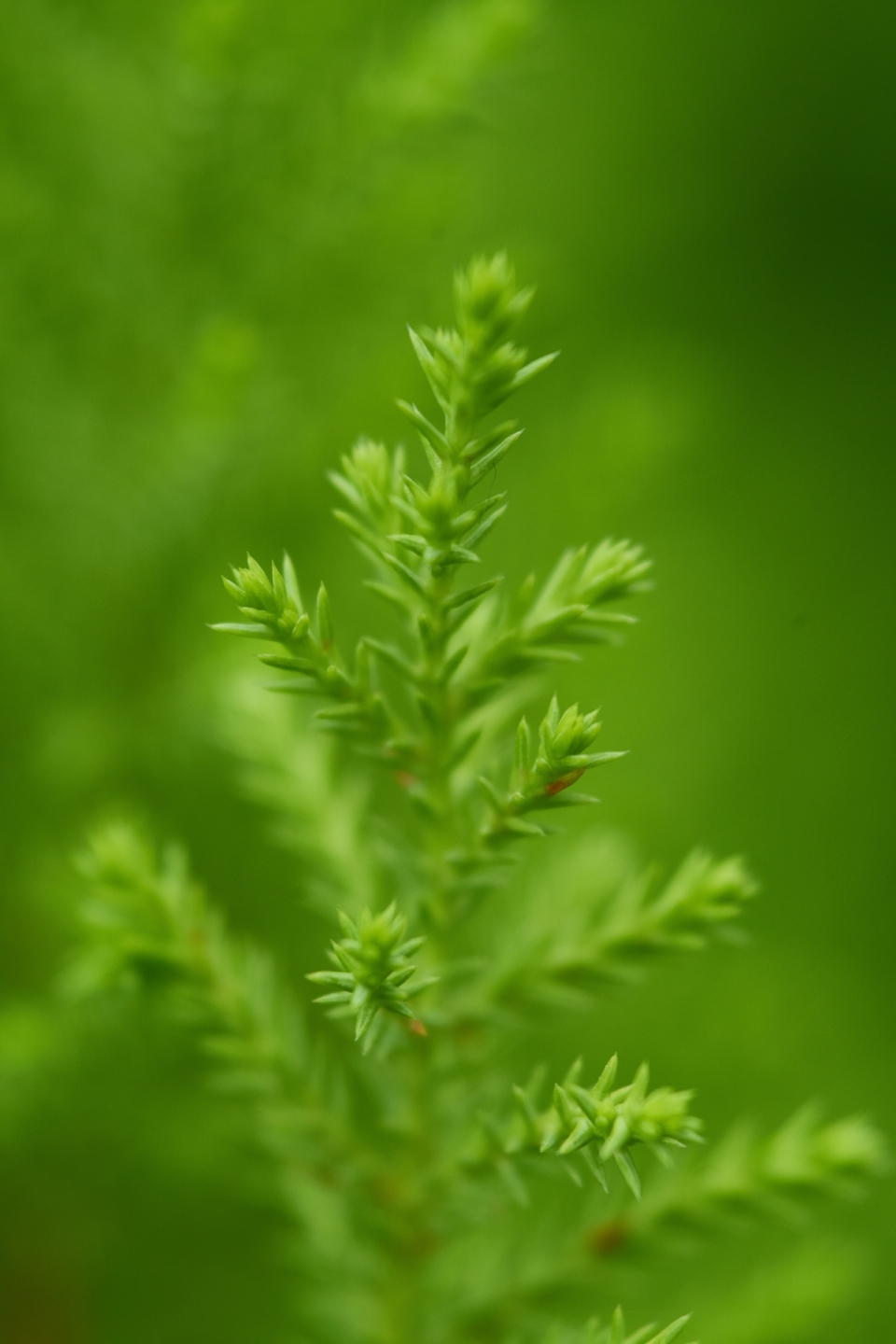 森林中绿色叶子自然植物