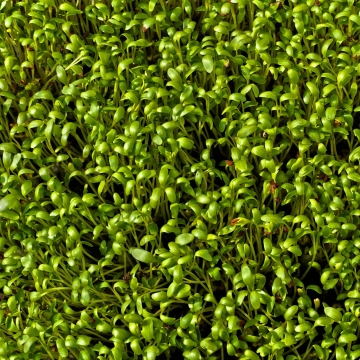 阳光照射菜园嫩绿蔬菜高清特写