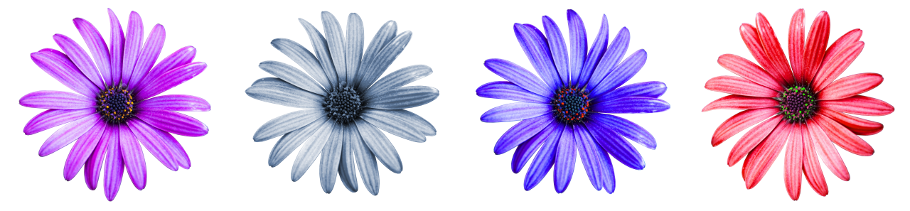 白色背景紫色红色灰色蓝色鲜花植物摄影