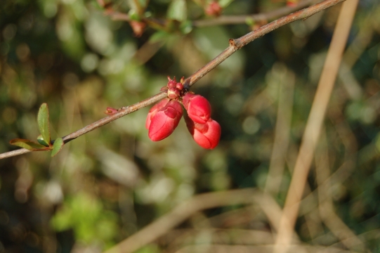 虚化背景户外自然树枝红色花苞
