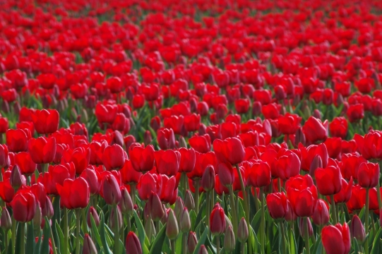 大自然美丽红色鲜艳花海虚化特写美景