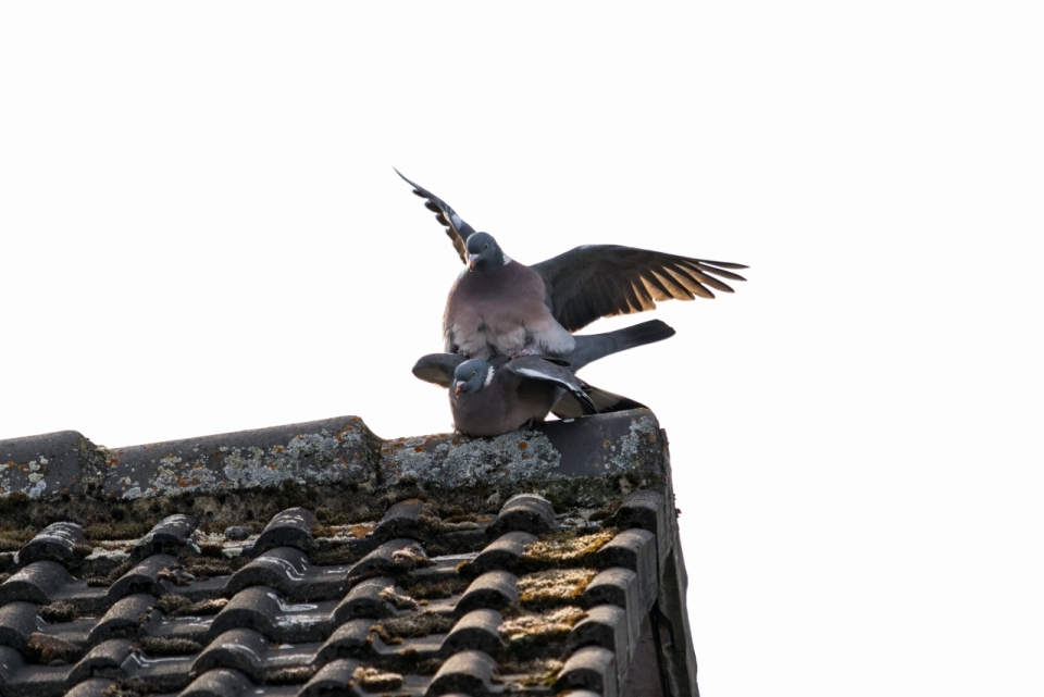 黑色瓦片屋顶上可爱鸽子近景