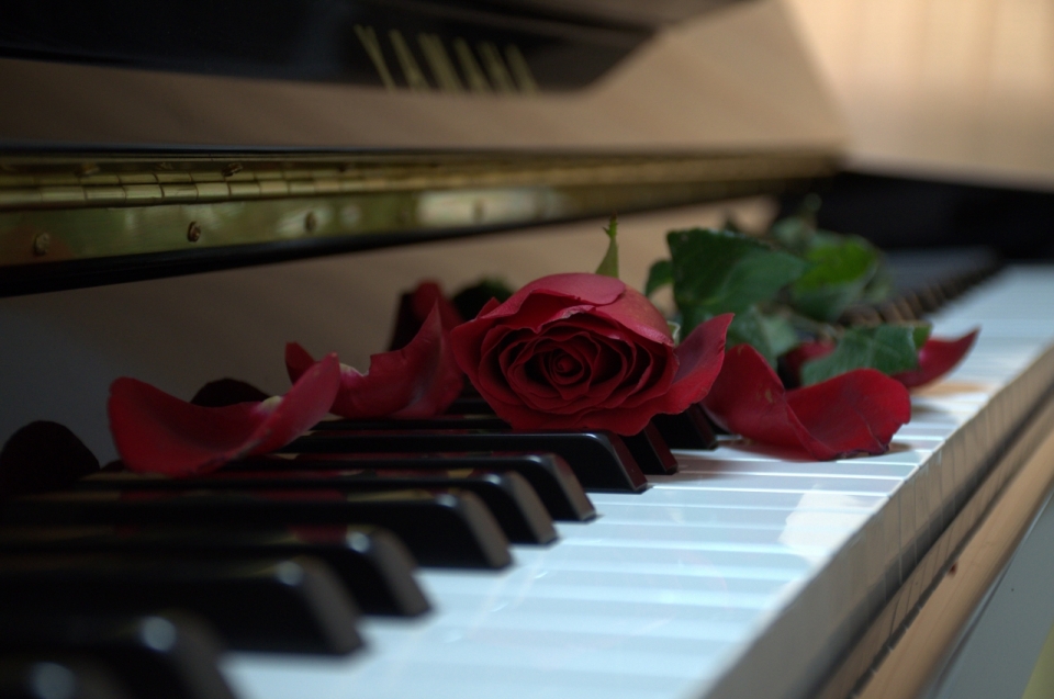 钢琴琴键上凋零的红玫瑰