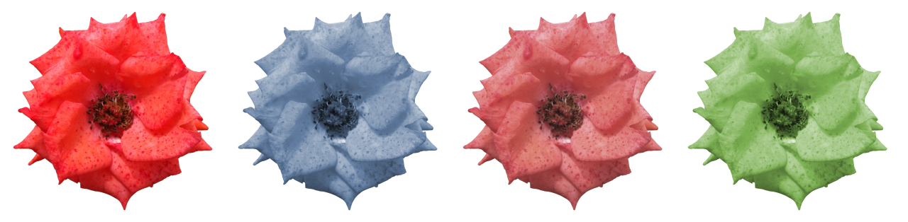 白色背景绿色红色蓝色粉色鲜花植物摄影