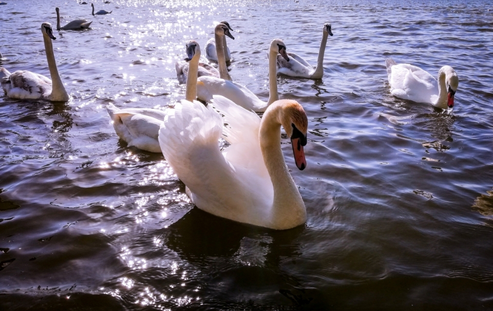 阳光自然湖泊游泳白色天鹅动物