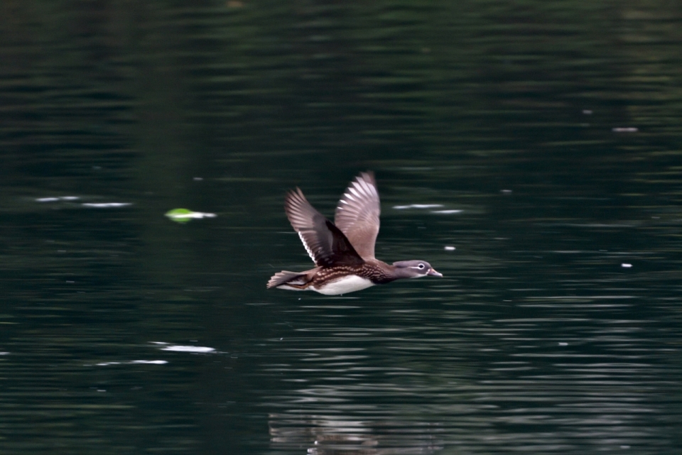 自然湖泊上飞翔野生鸟类动物