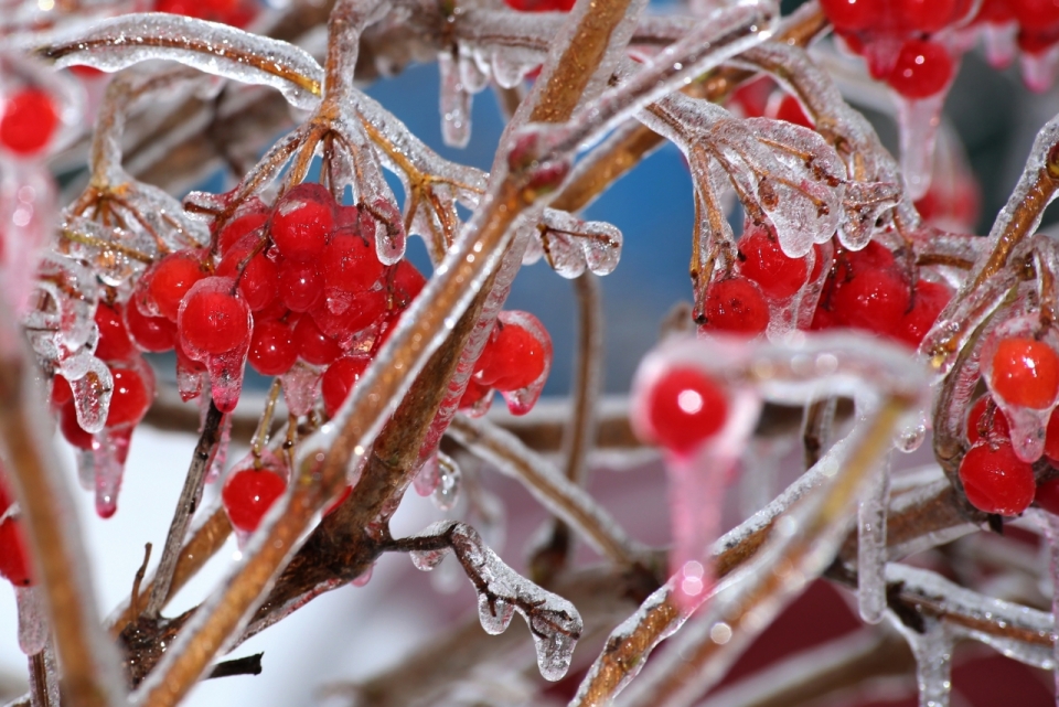 冬天户外结冰自然树木树枝红色果实