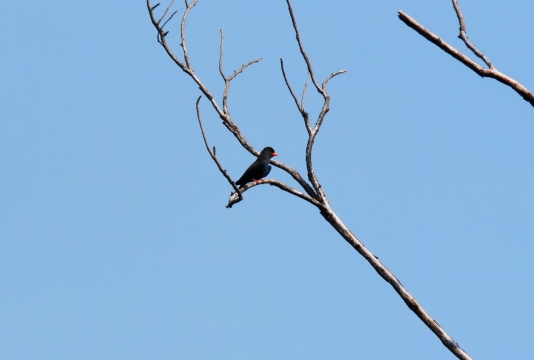 蓝色天空自然树木树枝黑色鸟类动物
