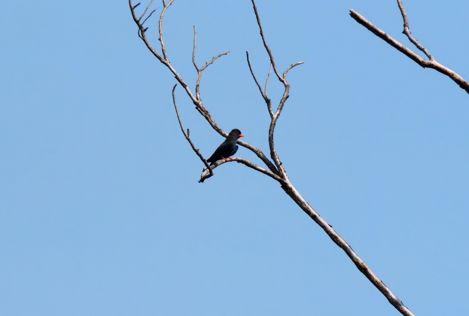 蓝色天空自然树木树枝黑色鸟类动物