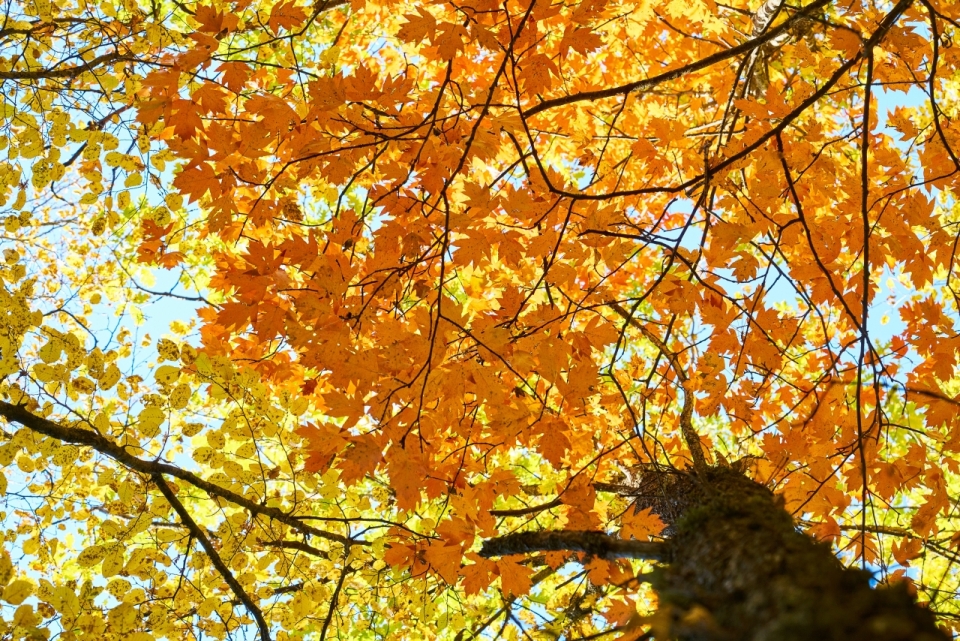 秋天树林金色树叶美景摄影