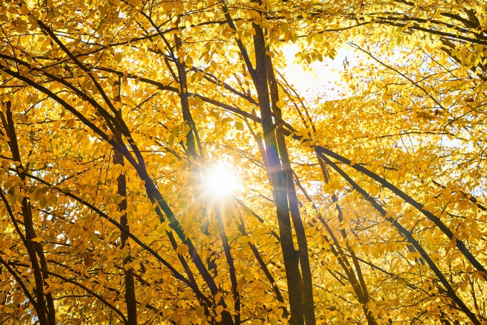 刺眼的阳光穿透枯黄树叶的树枝