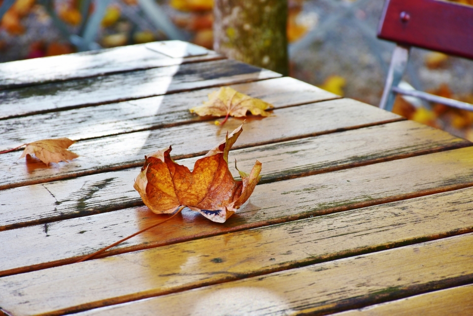 秋天掉落在木桌上的枯树叶