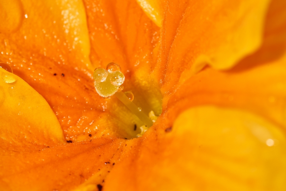 微距自然植物橙色花朵内透明水珠