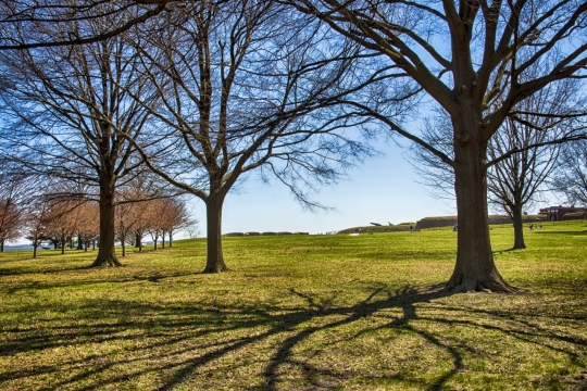 阳光蓝色天空绿色草坪巨大树木