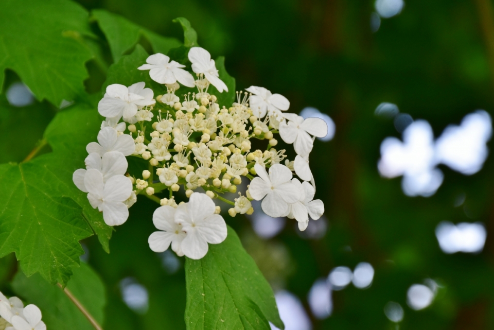 户外自然树木树枝绿色叶子白色花朵
