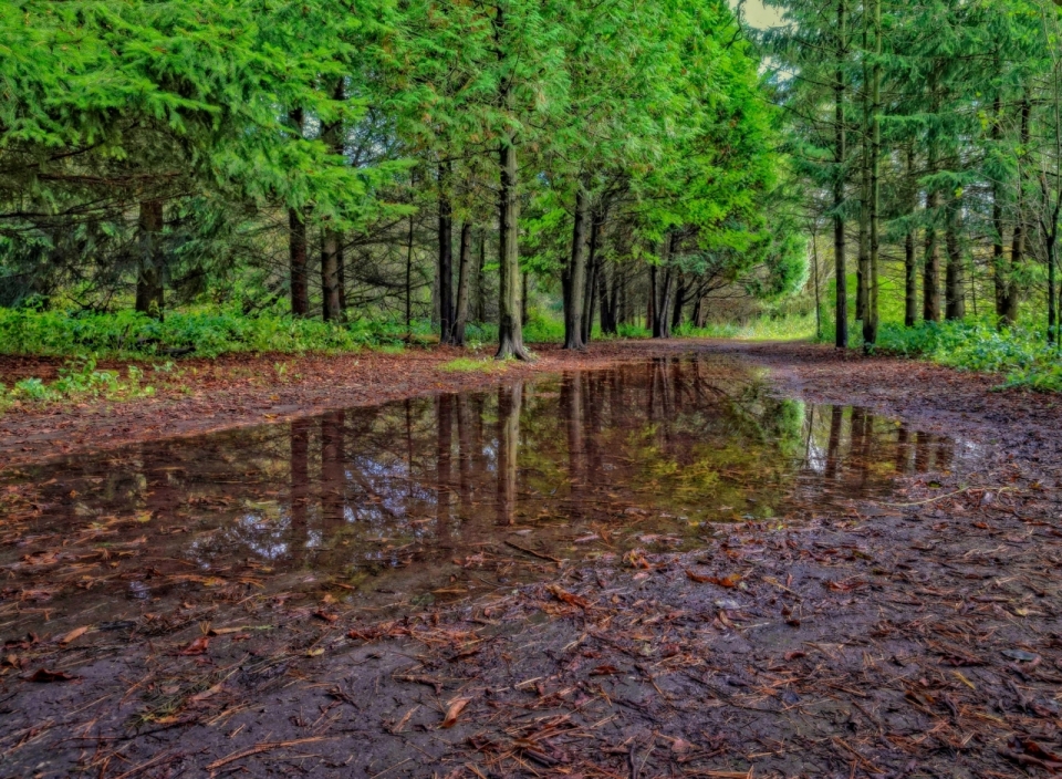 雨后绿色森林腐烂树叶水塘风光