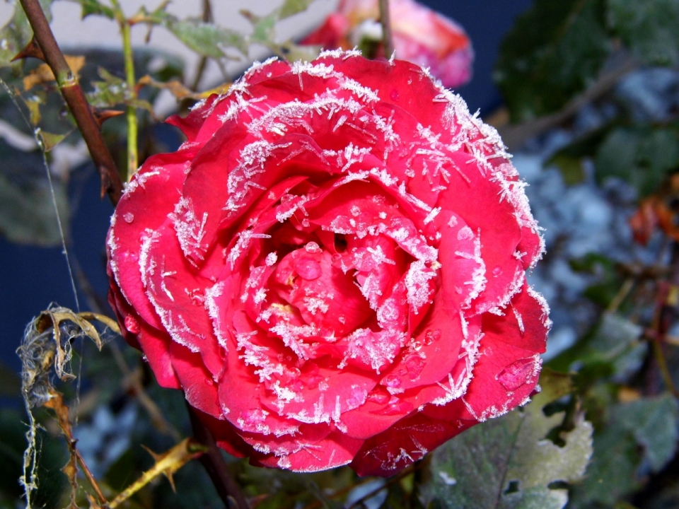 冬天花坛中长满冰碴的红色牡丹花