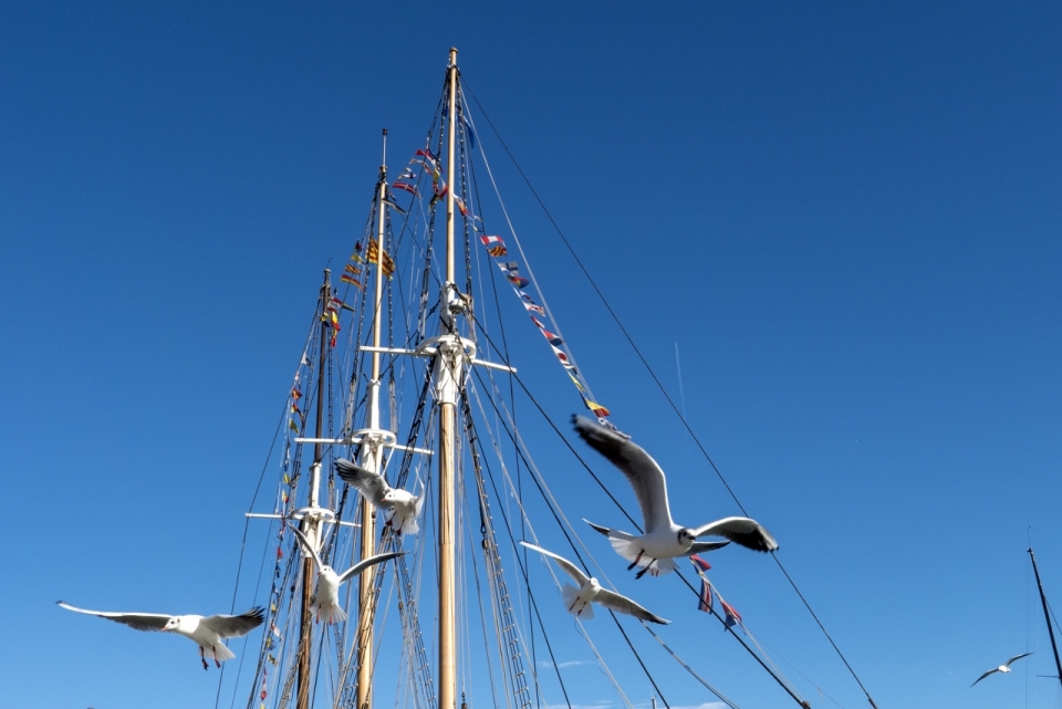 海边停靠帆船桅杆飞翔海鸥天空美景