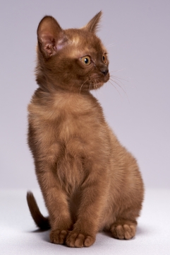 紫色背景白色桌面可爱棕色宠物小猫