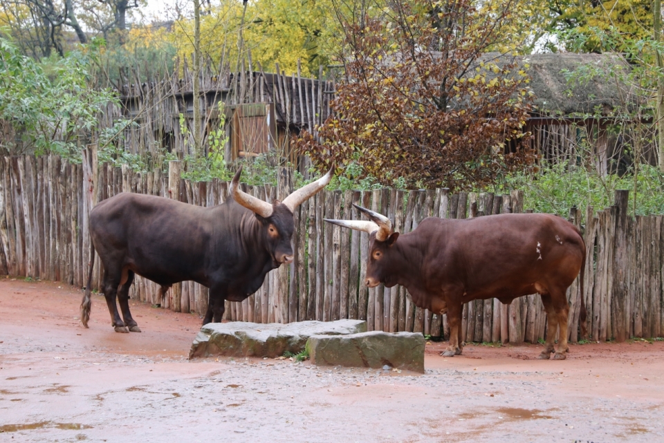 乡间围栏旁两只体型巨大的长角牛