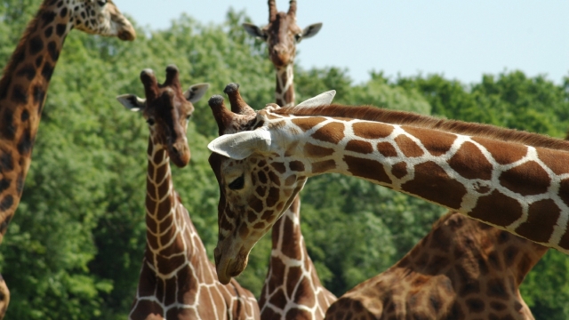 长颈鹿自然风光优美风景秀丽高清桌面壁纸