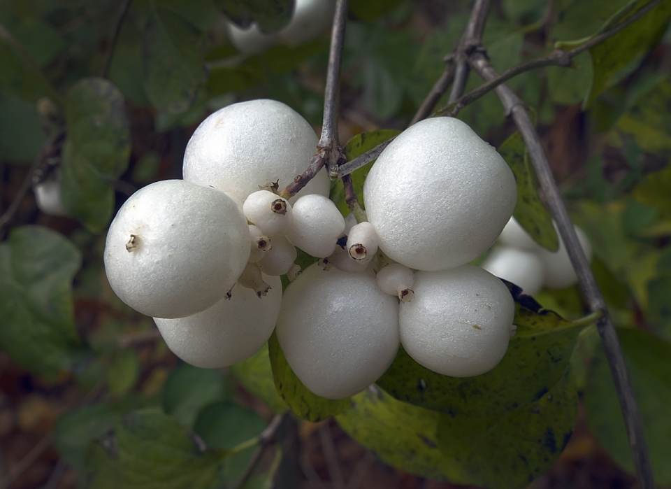 成熟白色果实绿色叶子雪果植物