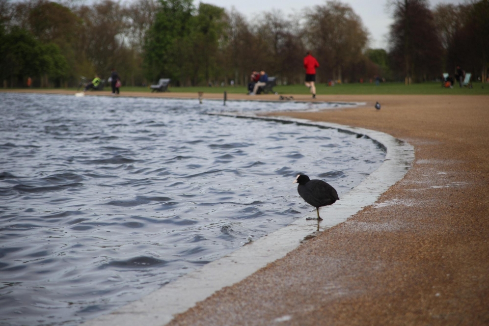 英国伦敦海德公园自然风光优美风景桌面壁纸