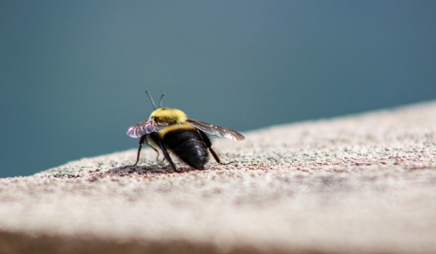 微距摄影_蓝色天空前自然岩石上蜜蜂