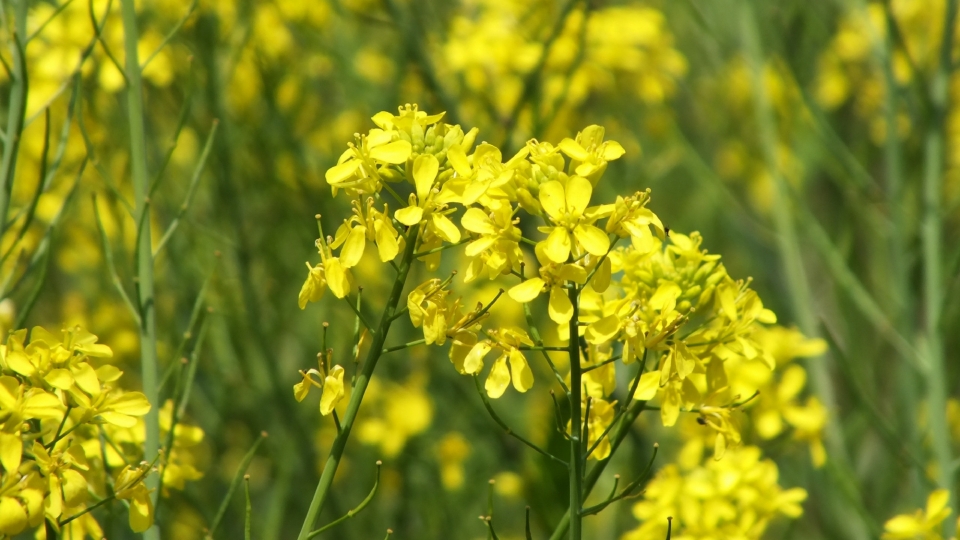 田园风光油菜花自然风光高清桌面壁纸