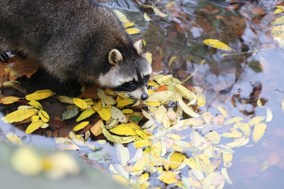 正在满是落叶的水边喝水的浣熊
