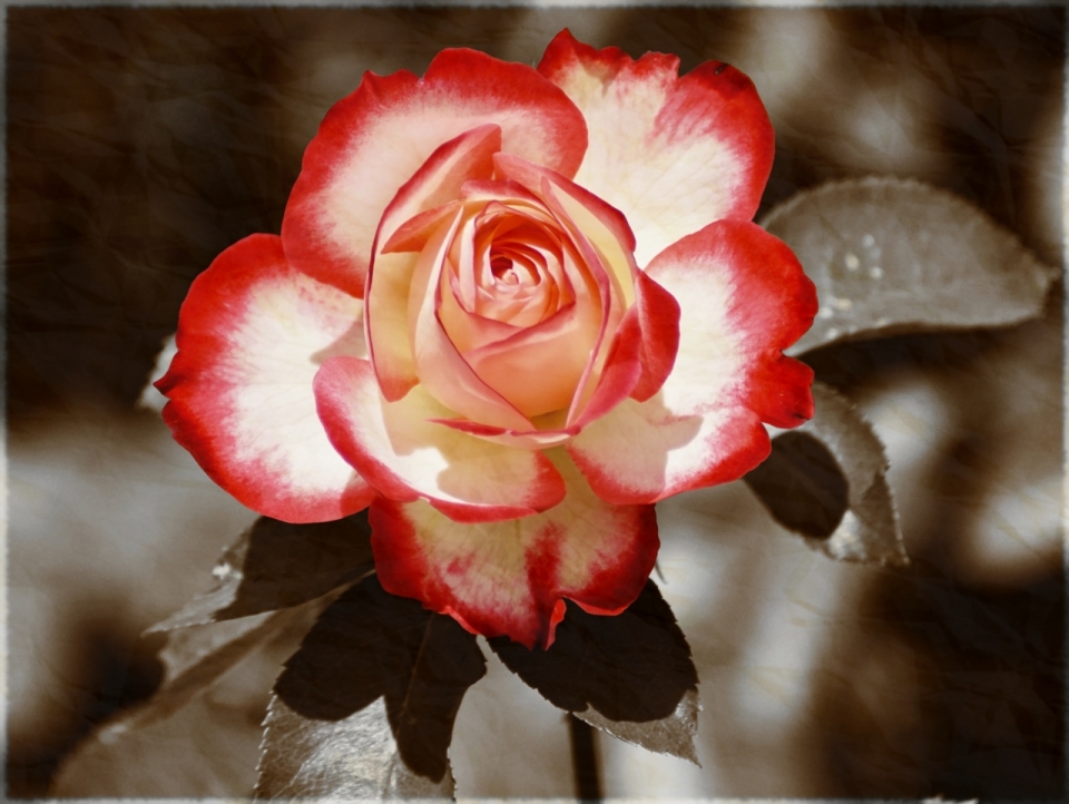 微距摄影_盛开的红色鲜艳花朵近景拍摄
