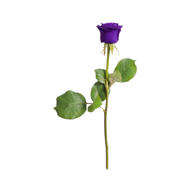 绿色枝叶紫色花朵自然玫瑰植物