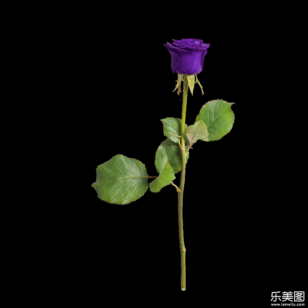 绿色枝叶紫色花朵自然玫瑰植物