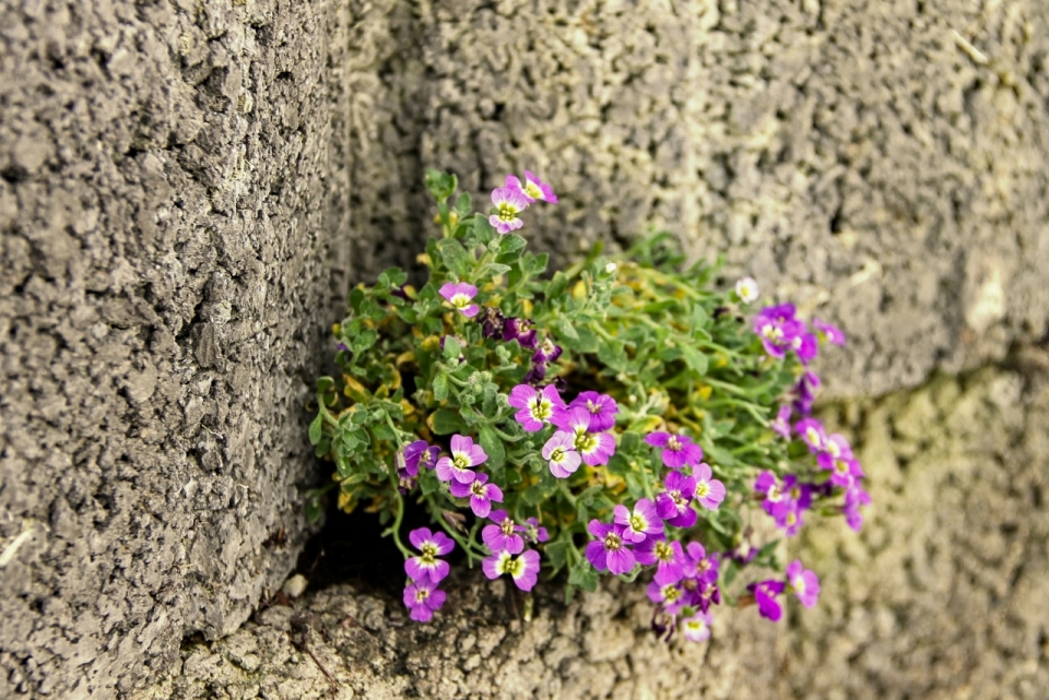 城市街道石质墙壁自然粉色花朵植物