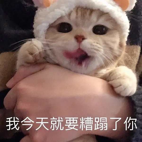 和女朋友开车猫咪表情包