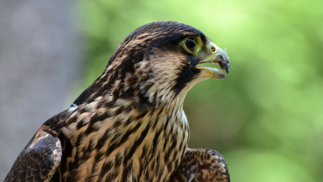 唯美自然风光动物鸟类高清桌面壁纸