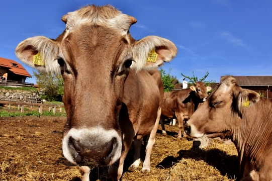 阳光蓝色天空自然户外牛动物