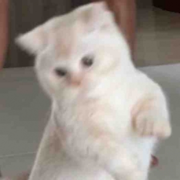 可爱猫猫个性写真