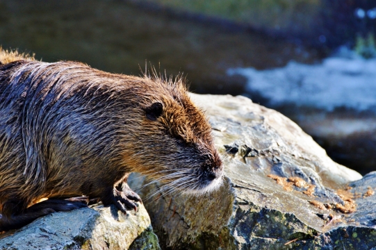 浑身湿透站在水边石头上晒太阳的水獭