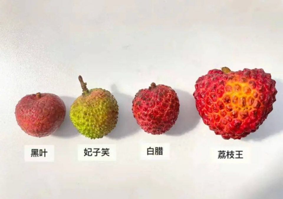 四种荔枝区别图片
