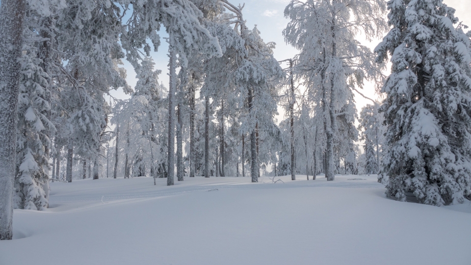 北方冬季雪景白雪皑皑自然风光优美风景高清桌面壁纸
