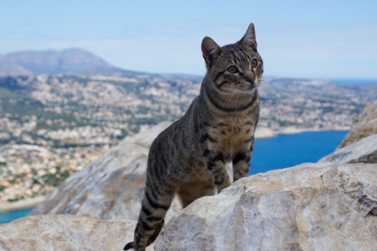 自然户外山峰上可爱宠物狸花猫