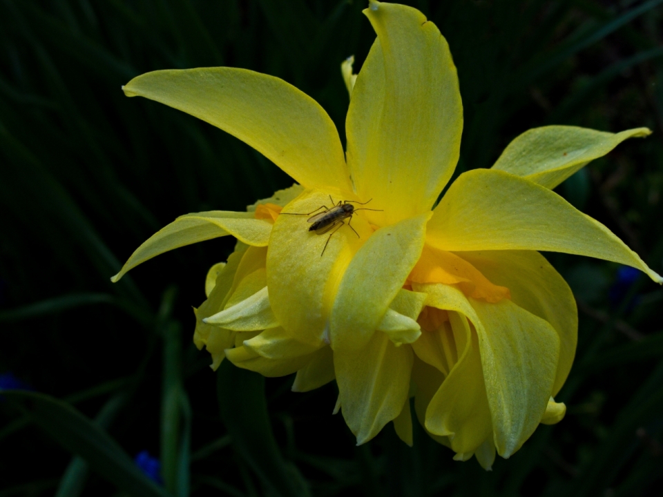 户外黄色花朵自然植物小巧昆虫